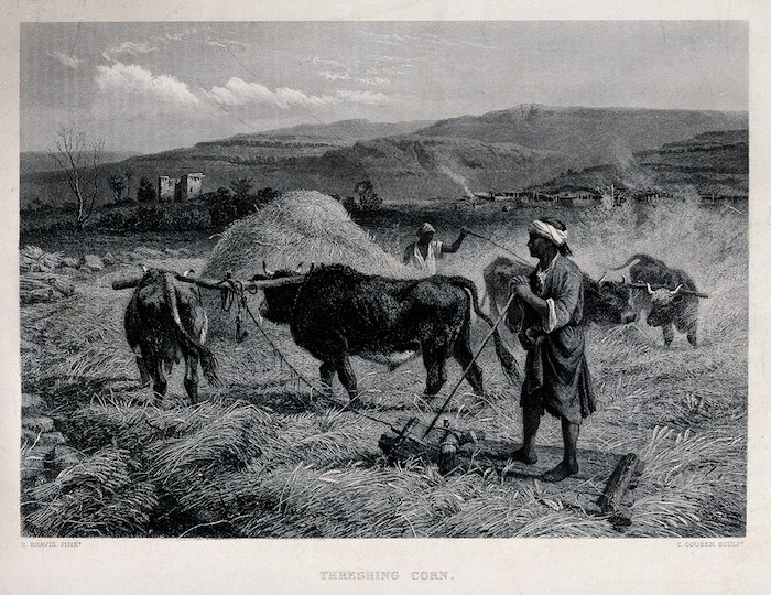 Engraving of man with yoked oxen